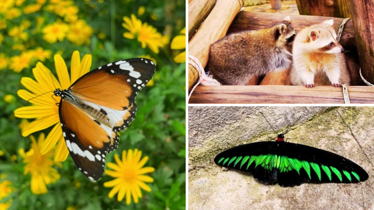 tempat menarik di cameron highlands untu kanak kanak - Cameron Highland Butterfly Farm