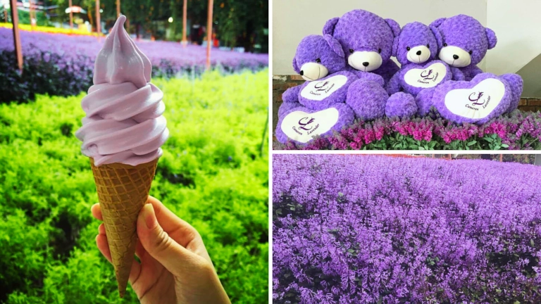 Cameron Lavender Garden di Tanah Rata