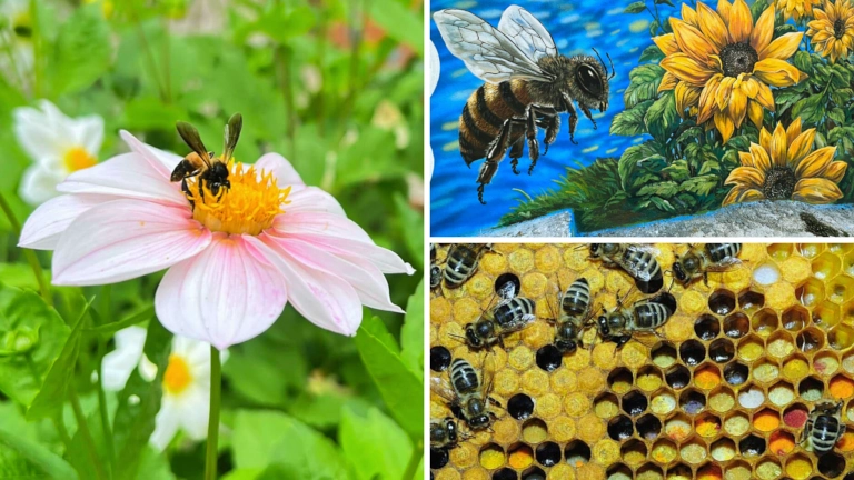 ladang lebah di cameron dan beli madu asli - Ee Feng Gu Bee Farm