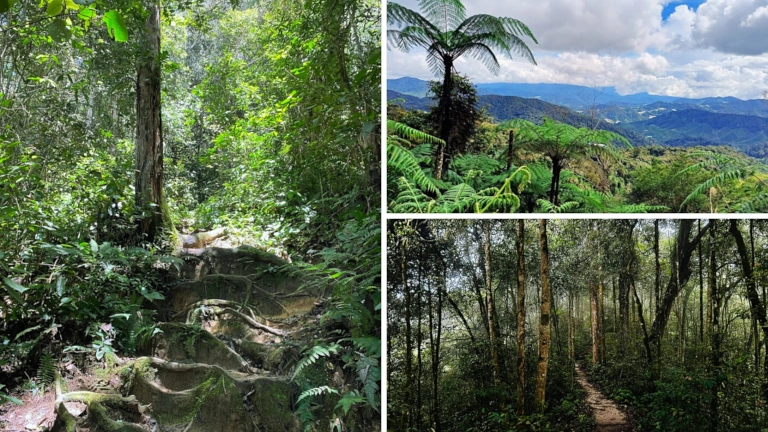 tempat jungle trekking trail 10 ketika bercuti di cameron highlands