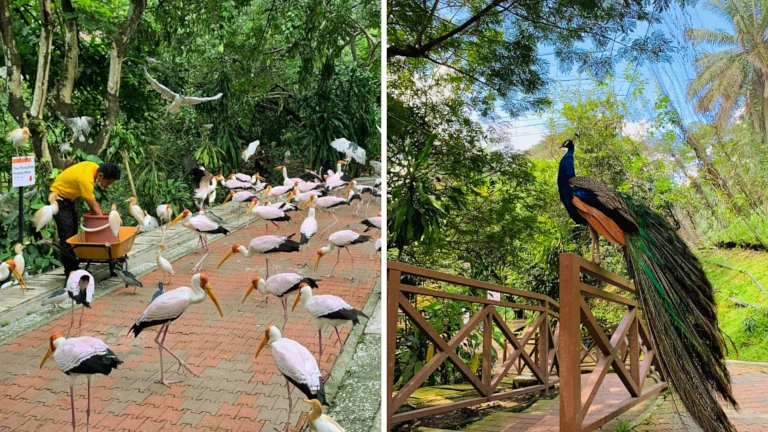taman burung kuala lumpur 