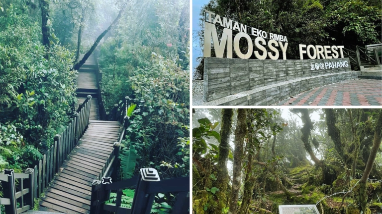 jungle trekking di Mossy Forest & Mini Irau di Gunung Brinchang 