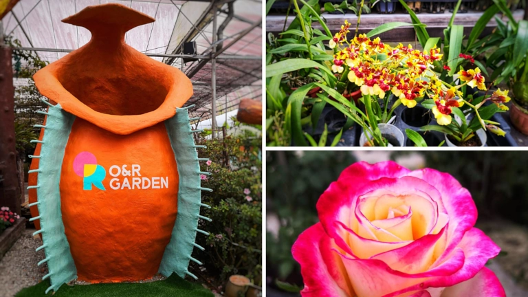 kebun bunga cantik menarik di Cameron Highlands O&R Garden