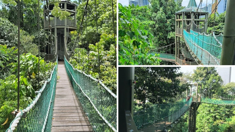 taman-eko-rimba-hutan-dalam-bandar 