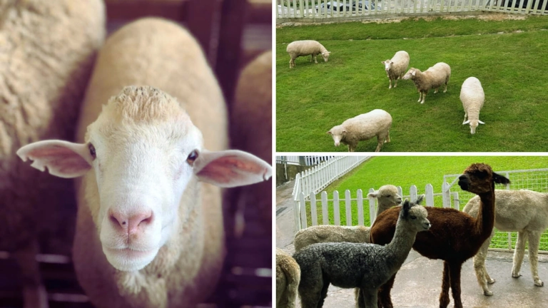 zoo menarik di cameron highlands - The Sheep Sanctuary