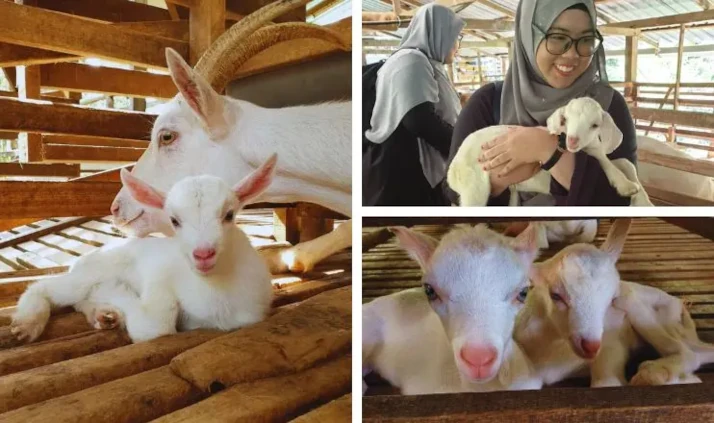 tarikan taman haiwan popular penang