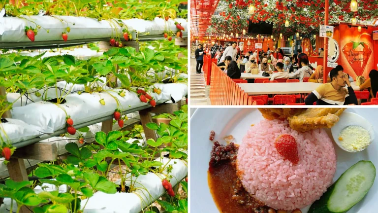 Kebun Strawberry by Abang Strawberry di Cameron Highlands 