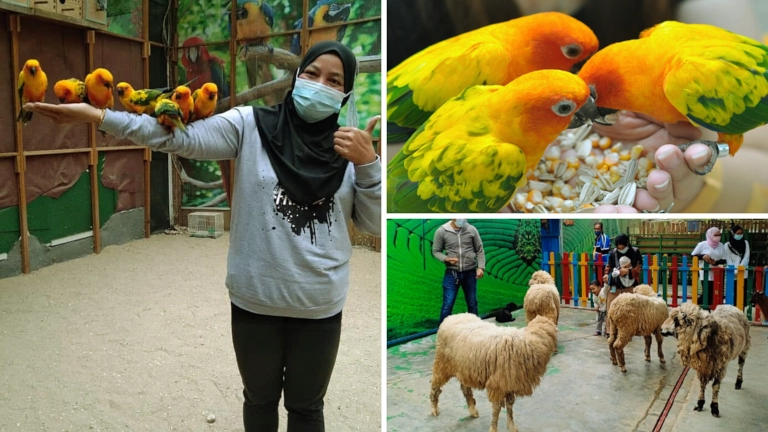 Animal Feeding Rainbow Garden Tanah Rata Cameron 