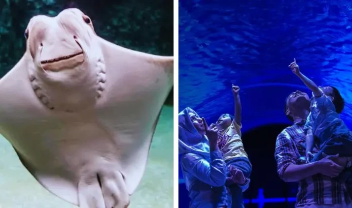 akuarium moden melaka pelancongan kanak kanak