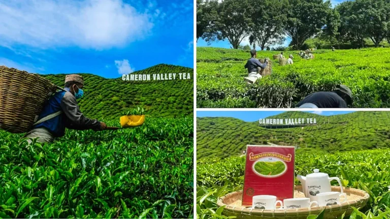 Pemandangan di Cameron Valley Tea House Cameron Highlands 
