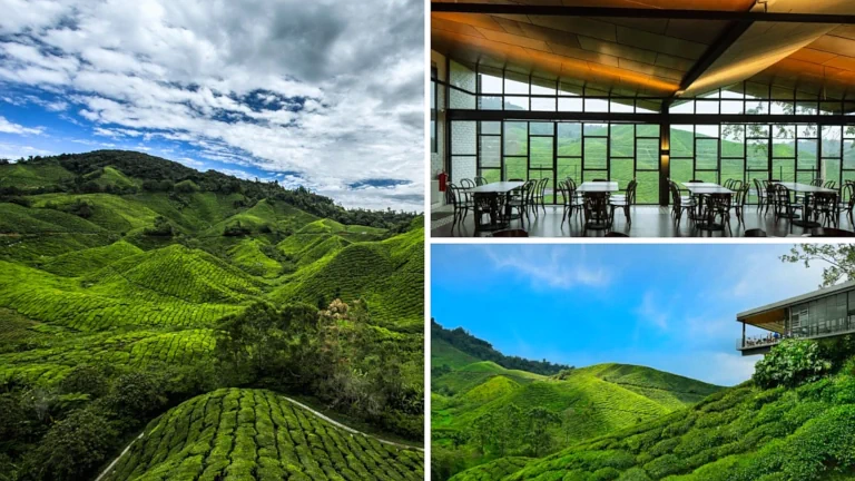 ladang teh boh sungai palas cameron highlands 