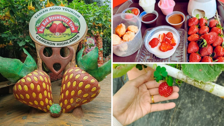 Kebun Big Red Strawberry Farm di Cameron Highland 