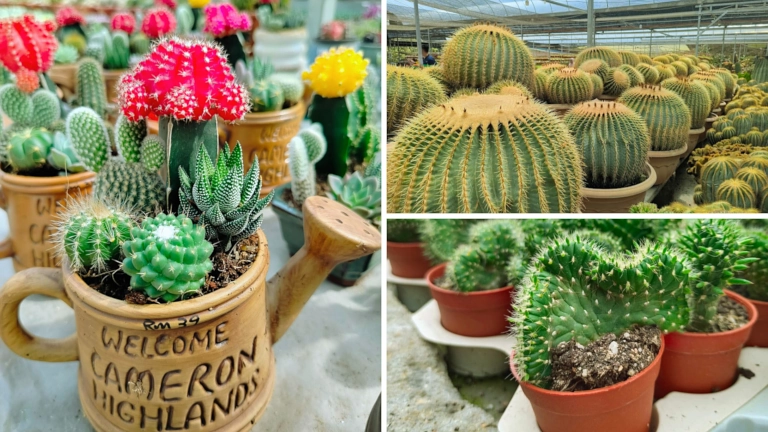 Cactus Point Brinchang