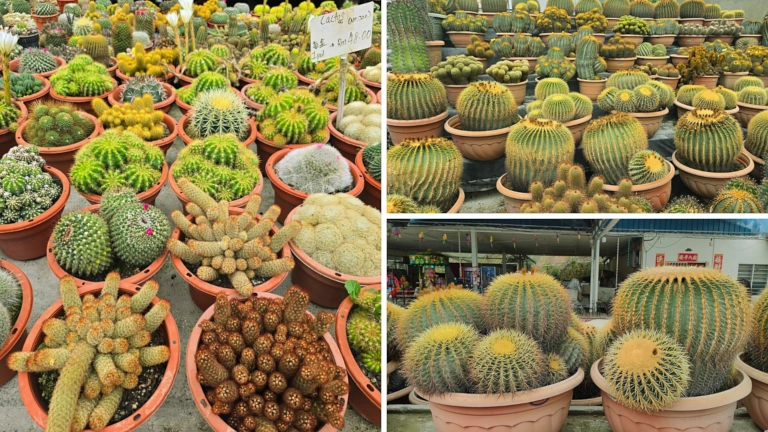 Cactus Valley Brinchang Cameron Highlands