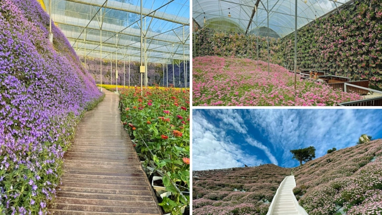 flora park cameron highlands pahang