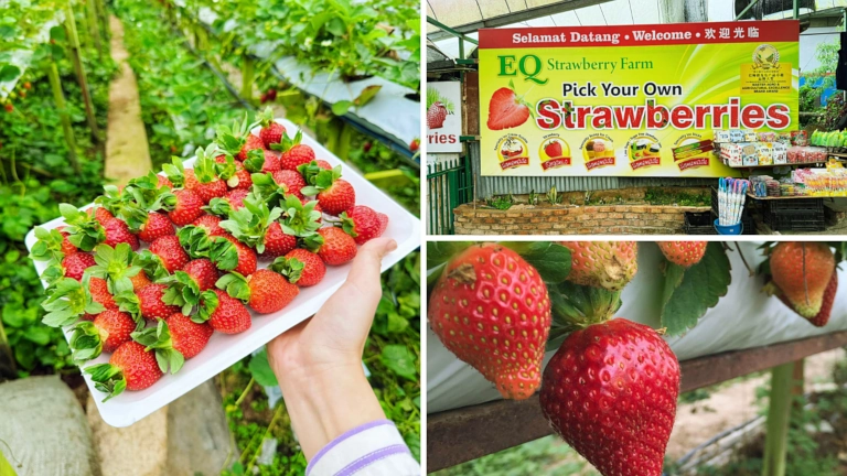 EQ Strawberry Farm di Brinchang Cameron Highlands