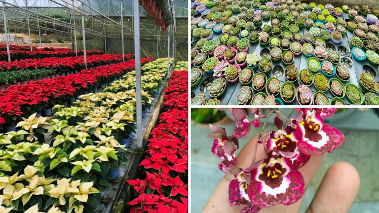 Taman Bunga Menarik di Cameron Highlands - Fragrance Nursery