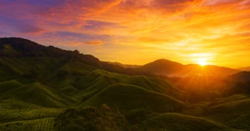 38+ Tempat Menarik di Cameron Highlands 2025 yang Confirm Buat Anda Jatuh Cinta!
