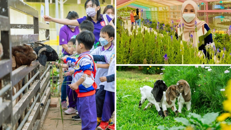 Aktiviti Menarik dengan Anak Anak di Green View Garden Cameron Highlands