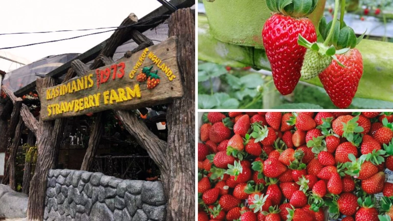 Aktiviti menarik Cameron Highlands petik strawberi berdekatan Brinchang