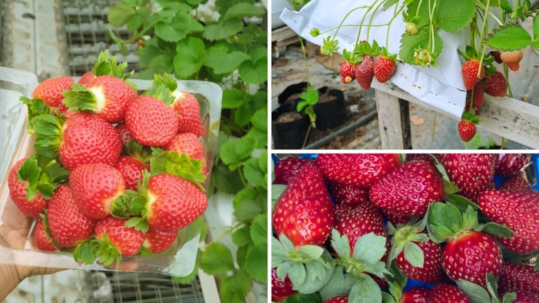 Healthy Strawberry Farm - Ladang Strawberry Berdekatan Tanah Rata