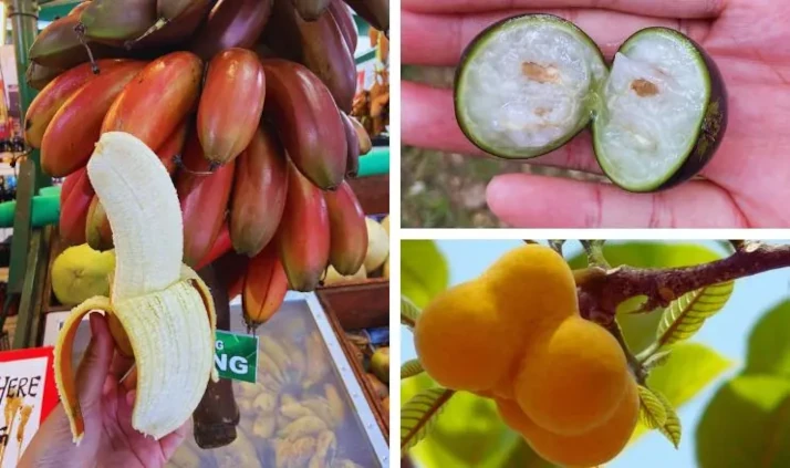 penang tropical fruit farm