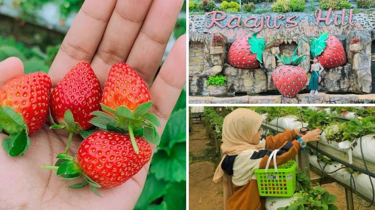 kebin strawberry di Raju's Hill Strawberry Farm Brinchang Cameron Highlands