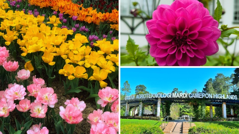 Tempat Lawatan Sambil Belajar di Cameron Highlands Agrotech Mardi