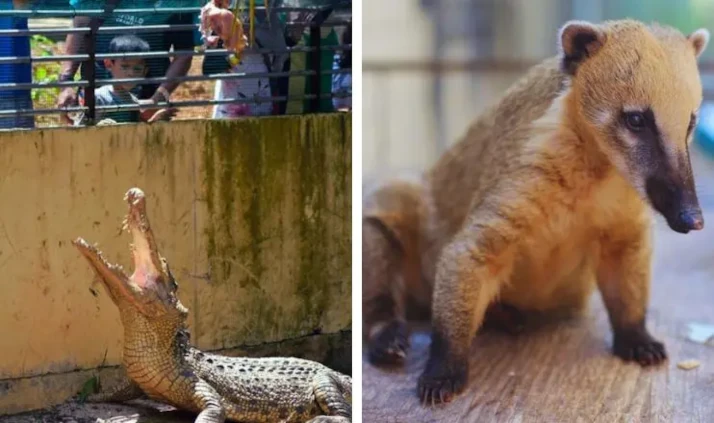 taman buaya melaka taman haiwan melaka