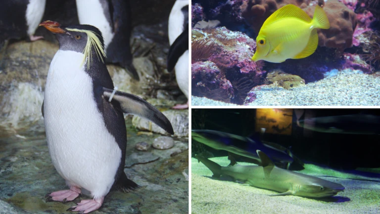 underwater-world-langkawi-aktiviti-anak-cuti-sekolah