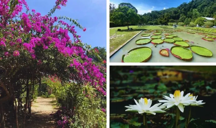 taman botani penang menarik