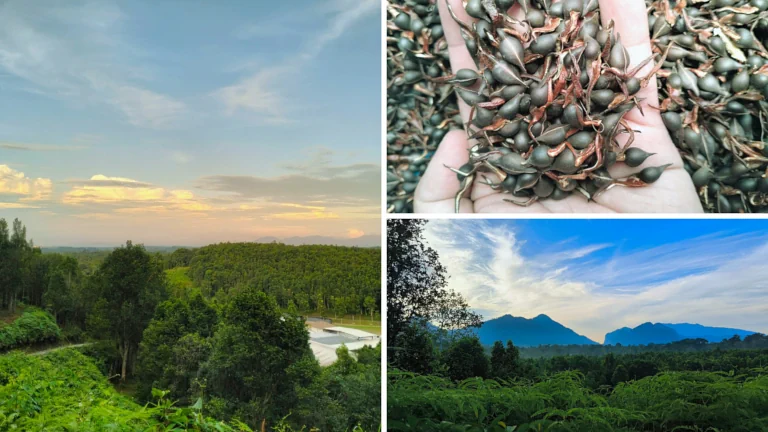 tempat-menarik-di-perak-hoga-gaharu-tea-valley-gopeng