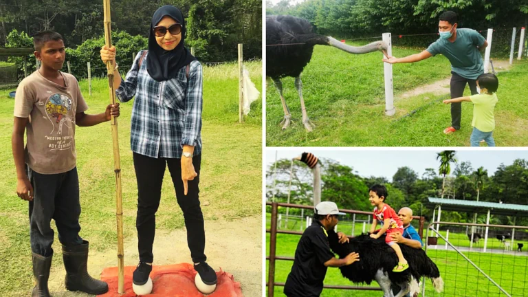 ladang-haiwan-unik-burung-unta-anak-seremban 