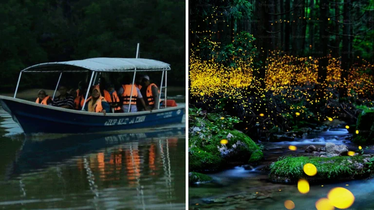 kelip-kelip-sungai-timun-negeri-sembilan-cruise-ekopelancongan 