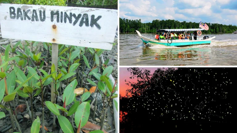 tempat-pelancongan-menarik-kuala-sepetang-eco-tourism