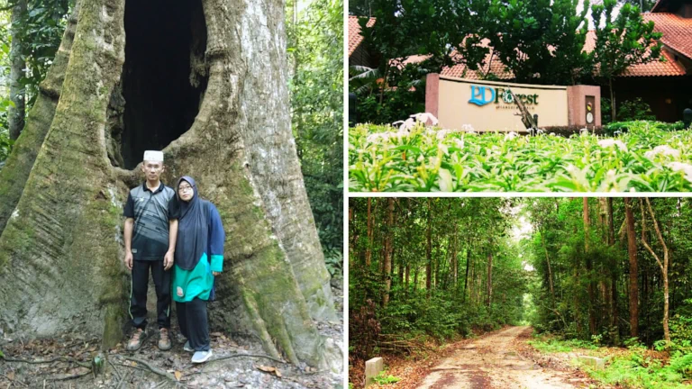 apa-menarik-di-negeri-sembilan-hutan-pendidikan-pd-forest 