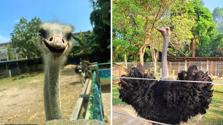 pd-ostrich-show-farm-ladang-haiwan-port-dickson-anak 