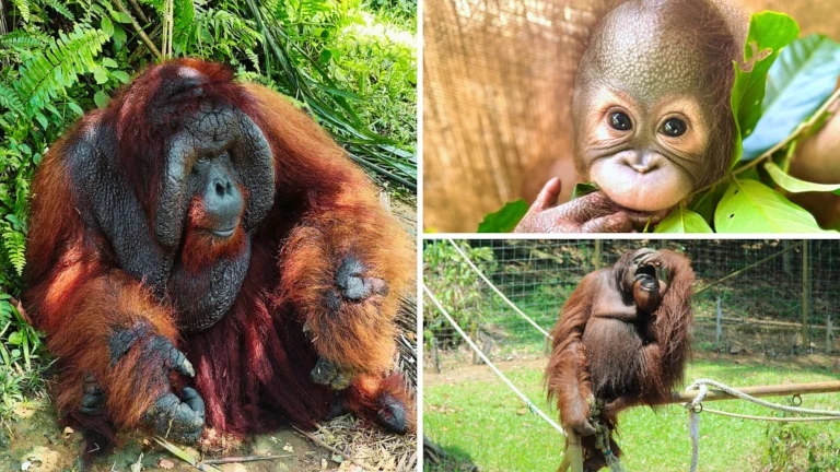 tempat-pelancongan-menarik-pulau-orang-utan-bukit-merah