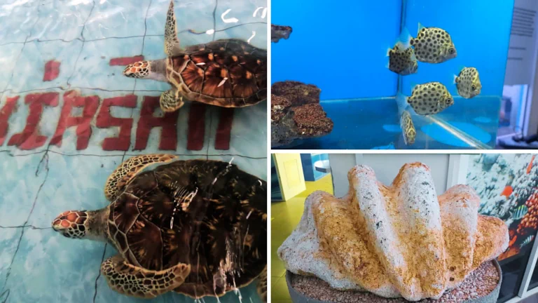 pusat-ikan-hiasan-port-dickson-lawatan-marin-untuk-kanak-kanak 