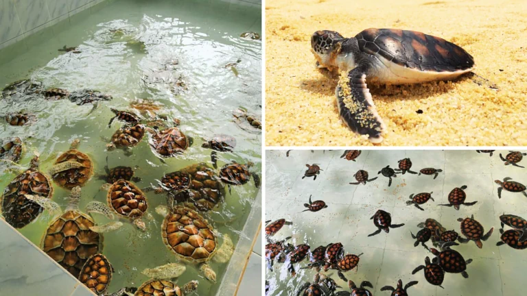 tempat-menarik-untuk-kanak-kanak-pusat-konservasi-penyu-segari