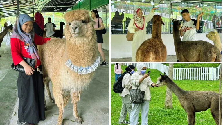 bercuti-ke-gopeng-zahara-garden
