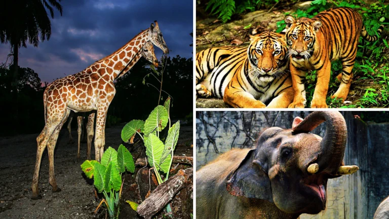 tempat-menarik-di-taiping-untuk-kanak-kanak-di-perak